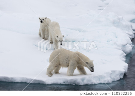 Polar bear (Ursus maritimus) mother and twin cubs on the pack ice, north of Svalbard Arctic Norway 110532236