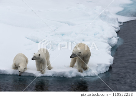 Polar bear (Ursus maritimus) mother and twin cubs on the pack ice, north of Svalbard Arctic Norway 110532238