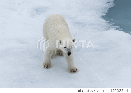 Polar bear (Ursus maritimus) cub on the pack ice, north of Svalbard Arctic Norway Polar bear (Ursus maritimus) cub on the pack ice, north of Svalbard Arctic Norway 110532244