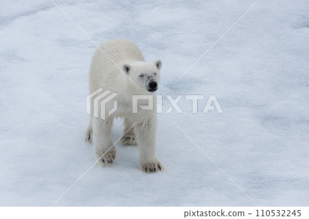 Polar bear (Ursus maritimus) cub on the pack ice, north of Svalbard Arctic Norway Polar bear (Ursus maritimus) cub on the pack ice, north of Svalbard Arctic Norway 110532245