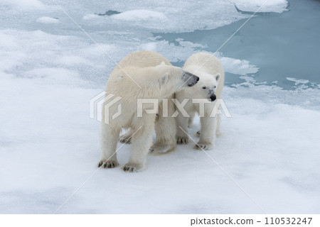 Polar bear (Ursus maritimus) mother and cub on the pack ice, north of Svalbard Arctic Norway Polar bear (Ursus maritimus) mother and cub on the pack ice, north of Svalbard Arctic Norway 110532247
