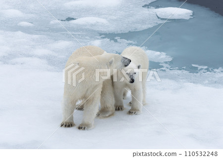 Polar bear (Ursus maritimus) mother and cub on the pack ice, north of Svalbard Arctic Norway Polar bear (Ursus maritimus) mother and cub on the pack ice, north of Svalbard Arctic Norway 110532248