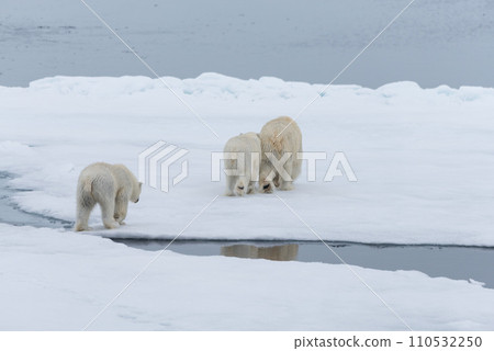 Polar bear (Ursus maritimus) mother and twin cubs on the pack ice, north of Svalbard Arctic Norway Polar bear (Ursus maritimus) mother and twin cubs on the pack ice, north of Svalbard Arctic Norway 110532250