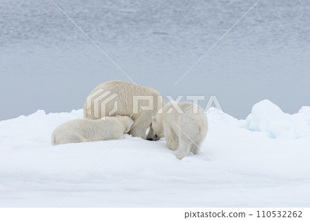 Polar bear (Ursus maritimus) mother and twin cubs on the pack ice, north of Svalbard Arctic Norway 110532262