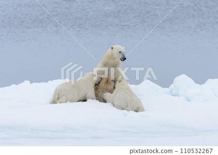 Polar bear mother feeding her cubs on the pack ice, north of Svalbard Arctic Norway 110532267
