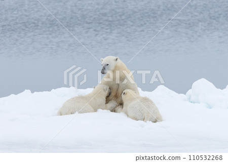 Polar bear mother feeding her cubs on the pack ice, north of Svalbard Arctic Norway Polar bear mother feeding her cubs on the pack ice, north of Svalbard Arctic Norway 110532268