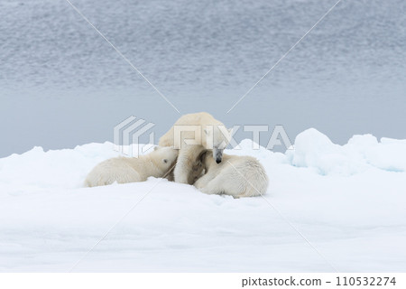 Polar bear mother feeding her cubs on the pack ice, north of Svalbard Arctic Norway 110532274