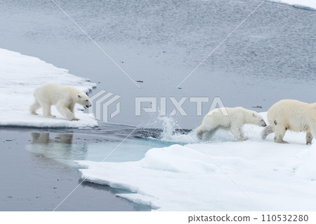 Wild Polar Bear and cubs jumping across the ice on the pack ice, north of Svalbard Arctic Norway 110532280