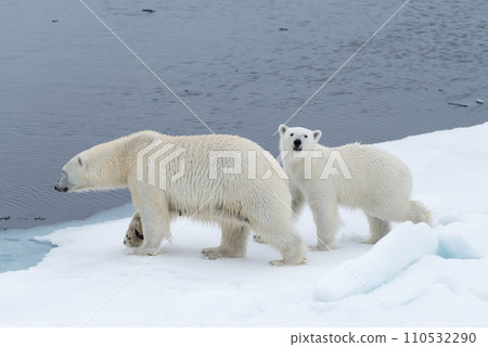 Wild polar bear (Ursus maritimus) mother and cub on the pack ice, north of Svalbard Arctic Norway Wild polar bear (Ursus maritimus) mother and cub on the pack ice, north of Svalbard Arctic Norway 110532290