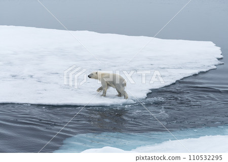 Wild Polar Bear and cubs jumping across the ice on the pack ice, north of Svalbard Arctic Norway Wild Polar Bear and cubs jumping across the ice on the pack ice, north of Svalbard Arctic Norway 110532295
