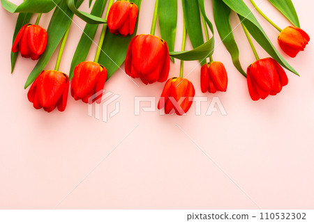Fresh red tulips on pink background 110532302