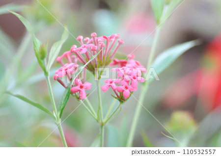 Panama Rose ,Arachnothryx leucophylla 110532557