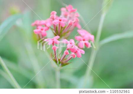 Panama Rose ,Arachnothryx leucophylla 110532561