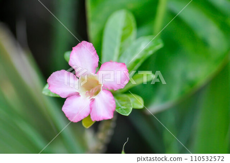 pink bignonia or desert rose 110532572