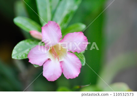 pink bignonia or desert rose 110532573