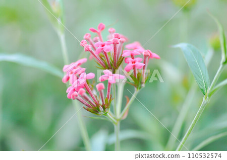 Panama Rose ,Arachnothryx leucophylla 110532574