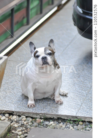 dog or French bulldog or old dog 110532576