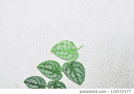 Satin Pothos, Silk Pothos or Silver hilodendron or Scindapsus pictus Hassk or Argyreus or Araceae 110532577