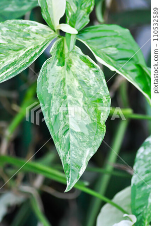 Syngonium podophyllum, Arrowhead Vine or Goosefoot Plant or Araceae 110532589