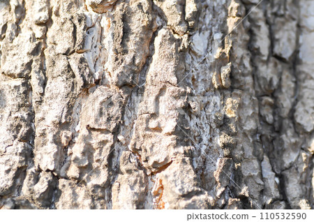 tree bark or bark , Alstonia scholaris or APOCYNACEAE or Devil Tree or White Cheesewood or Devil Bark or Black Board Tree 110532590