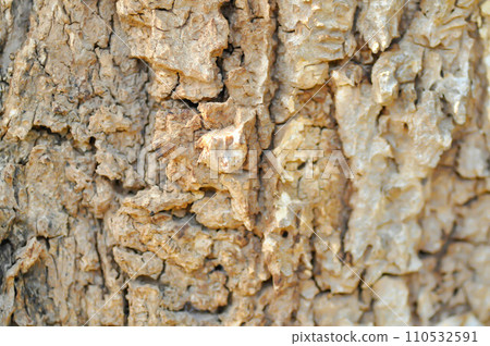 tree bark or bark , Alstonia scholaris or APOCYNACEAE or Devil Tree or White Cheesewood or Devil Bark or Black Board Tree 110532591
