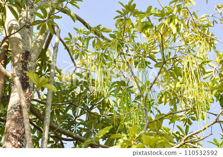 Dita, Devil Tree or Alstonia scholaris or Devil Tree seed and sky Dita, Devil Tree or Alstonia scholaris or Devil Tree seed and sky 110532592