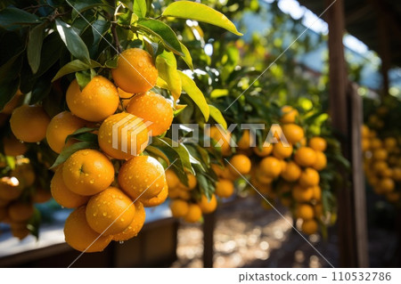Oranges orchard with fresh organic juicy ripe citrus fruits hanging growing on a tree branch. Generative AI 110532786