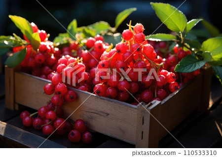 Bio red currant berries in a wooden box....-插圖素材 [110533310] - PIXTA圖庫