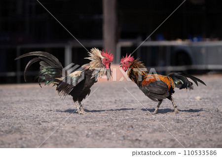 Two fighting cocks are fighting on gravel floor.Selective focus. 110533586