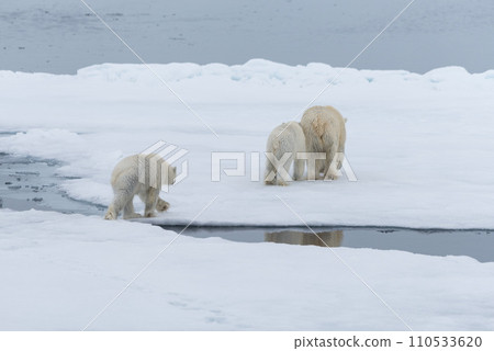 Polar bear (Ursus maritimus) mother and twin cubs on the pack ice, north of Svalbard Arctic Norway Polar bear (Ursus maritimus) mother and twin cubs on the pack ice, north of Svalbard Arctic Norway 110533620