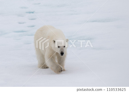 Polar bear (Ursus maritimus) on the pack ice north of Spitsbergen Island, Svalbard Polar bear (Ursus maritimus) on the pack ice north of Spitsbergen Island, Svalbard 110533625