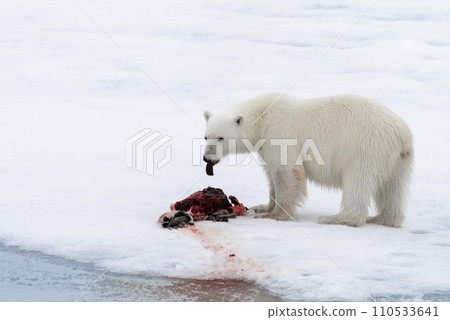 Polar bear eating seal on pack ice Polar bear eating seal on pack ice 110533641