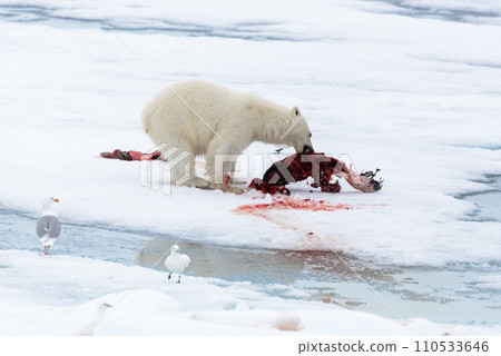 Polar bear eating seal on pack ice 110533646