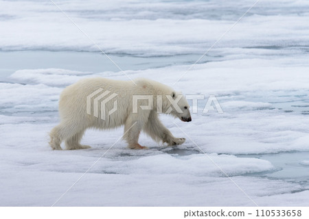 Polar bear (Ursus maritimus) going on the pack ice north of Spitsbergen Island, Svalbard Polar bear (Ursus maritimus) going on the pack ice north of Spitsbergen Island, Svalbard 110533658