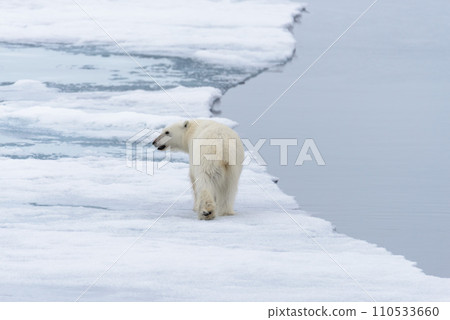 Polar bear (Ursus maritimus) going on the pack ice north of Spitsbergen Island, Svalbard Polar bear (Ursus maritimus) going on the pack ice north of Spitsbergen Island, Svalbard 110533660
