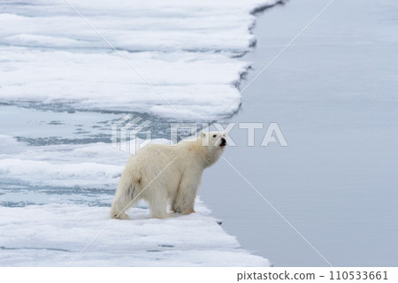 Polar bear (Ursus maritimus) going on the pack ice north of Spitsbergen Island, Svalbard 110533661