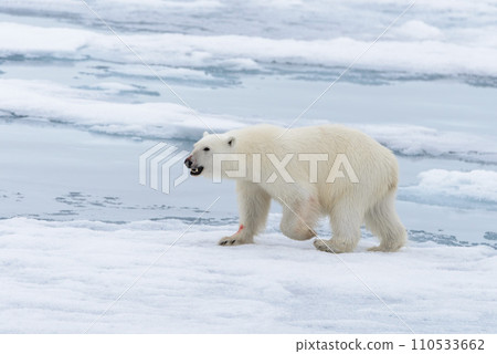 Polar bear (Ursus maritimus) going on the pack ice north of Spitsbergen Island, Svalbard 110533662