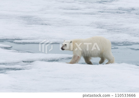 Polar bear (Ursus maritimus) going on the pack ice north of Spitsbergen Island, Svalbard Polar bear (Ursus maritimus) going on the pack ice north of Spitsbergen Island, Svalbard 110533666