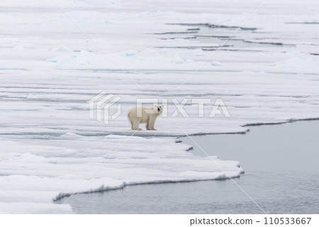Polar bear (Ursus maritimus) going on the pack ice north of Spitsbergen Island, Svalbard Polar bear (Ursus maritimus) going on the pack ice north of Spitsbergen Island, Svalbard 110533667