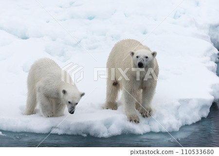 Polar bear (Ursus maritimus) mother and cub on the pack ice, north of Svalbard Arctic Norway Polar bear (Ursus maritimus) mother and cub on the pack ice, north of Svalbard Arctic Norway 110533680