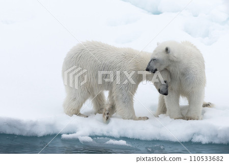 Polar bear (Ursus maritimus) mother and cub on the pack ice, north of Svalbard Arctic Norway 110533682