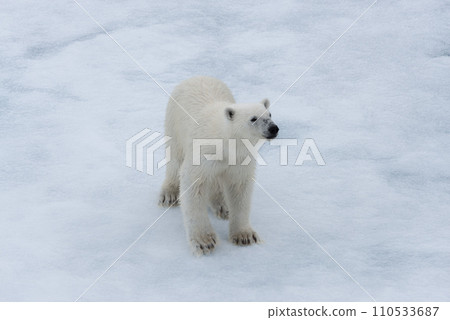 Polar bear (Ursus maritimus) cub on the pack ice, north of Svalbard Arctic Norway Polar bear (Ursus maritimus) cub on the pack ice, north of Svalbard Arctic Norway 110533687
