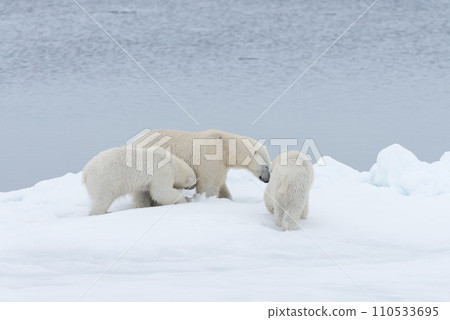 Polar bear (Ursus maritimus) mother and twin cubs on the pack ice, north of Svalbard Arctic Norway 110533695