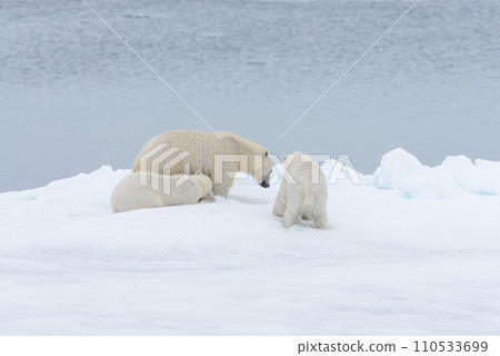 Polar bear (Ursus maritimus) mother and twin cubs on the pack ice, north of Svalbard Arctic Norway 110533699