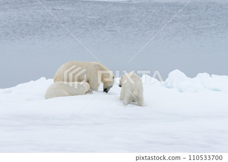 Polar bear (Ursus maritimus) mother and twin cubs on the pack ice, north of Svalbard Arctic Norway 110533700