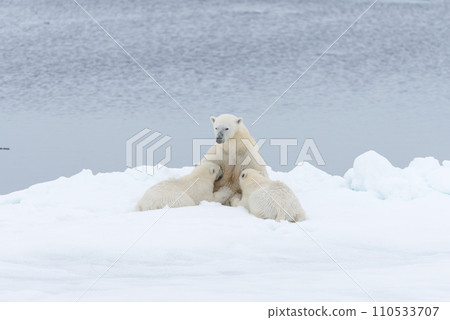 Polar bear mother feeding her cubs on the pack ice, north of Svalbard Arctic Norway 110533707
