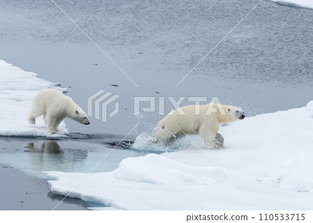 Wild Polar Bear and cubs jumping across the ice on the pack ice, north of Svalbard Arctic Norway Wild Polar Bear and cubs jumping across the ice on the pack ice, north of Svalbard Arctic Norway 110533715