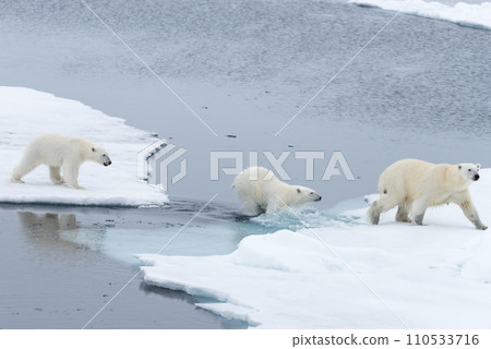 Wild Polar Bear and cubs jumping across the ice on the pack ice, north of Svalbard Arctic Norway Wild Polar Bear and cubs jumping across the ice on the pack ice, north of Svalbard Arctic Norway 110533716