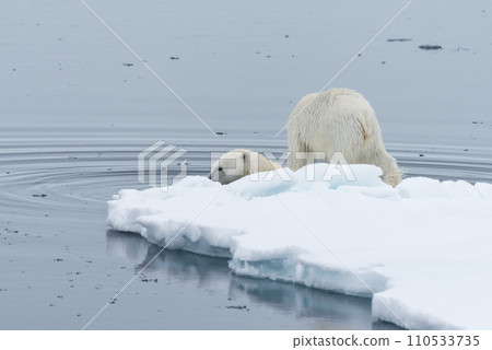 Wild Polar Bear and cubs swimming among the ice on the pack ice, north of Svalbard Arctic Norway Wild Polar Bear and cubs swimming among the ice on the pack ice, north of Svalbard Arctic Norway 110533735