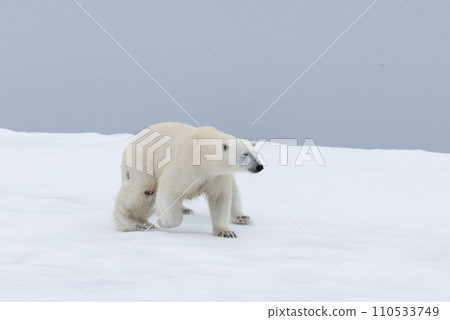 Polar bear injured on the pack ice, north of Svalbard Arctic Norway Polar bear injured on the pack ice, north of Svalbard Arctic Norway 110533749